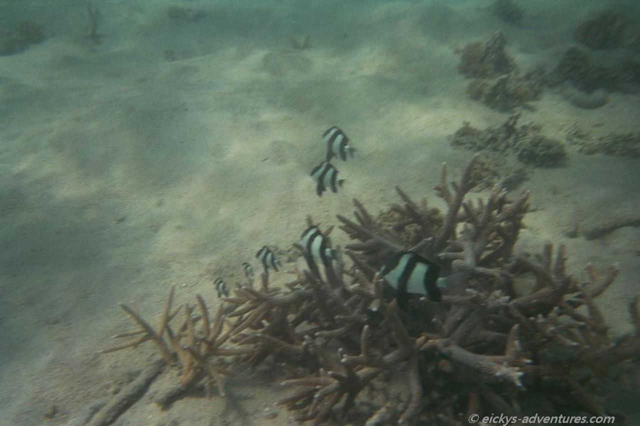 Unterwasserwelt Unterwasserwelt