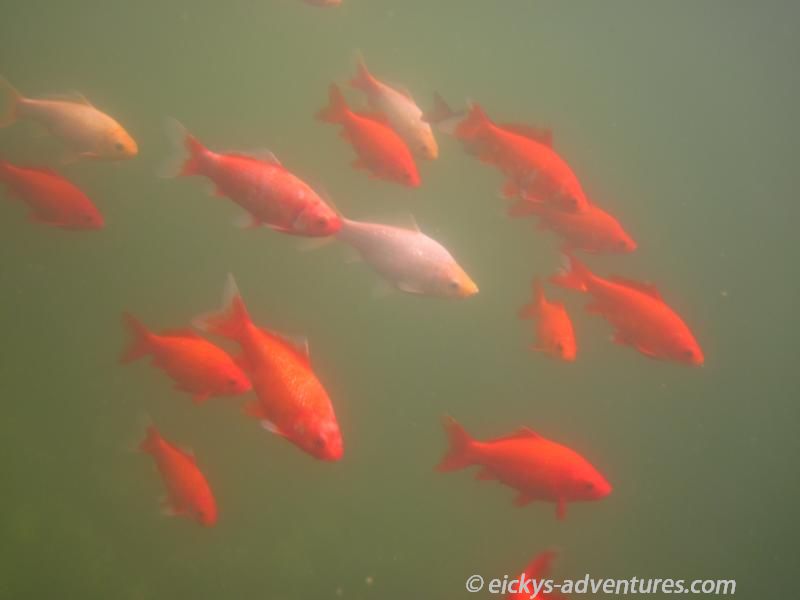 den Fischen gefällt die neue Wohnung den Fischen gefällt die neue Wohnung