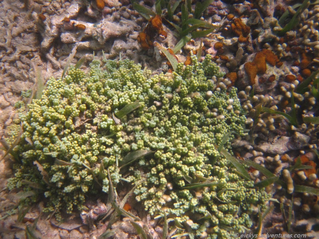 schnorcheln am Grand Anse Beach schnorcheln am Grand Anse Beach
