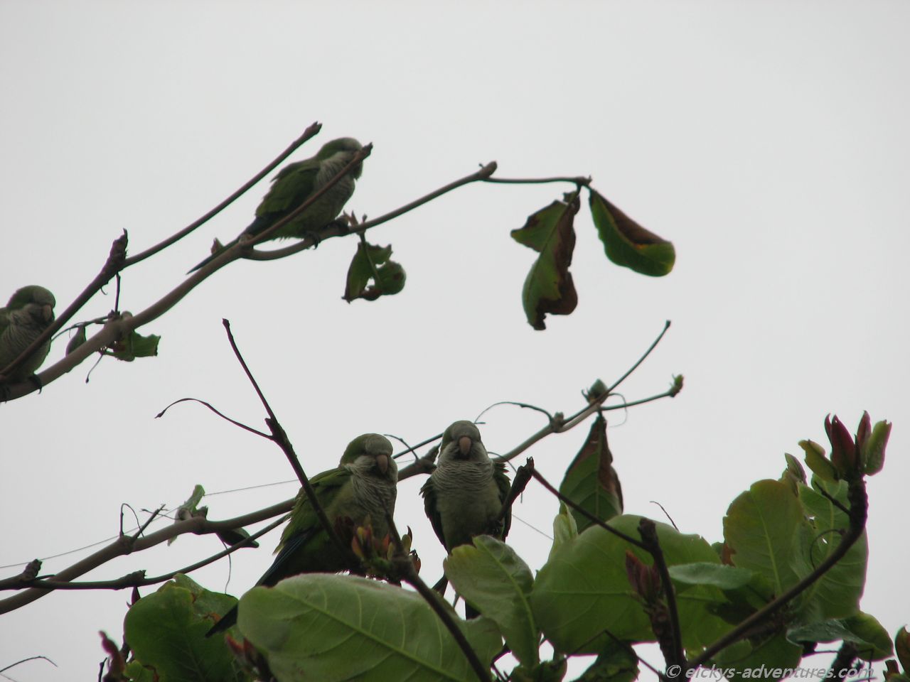 grün in grün: Papageien im Baum grün in grün: Papageien im Baum