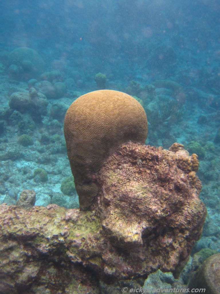 Schnorcheln bei Buck Island Schnorcheln bei Buck Island