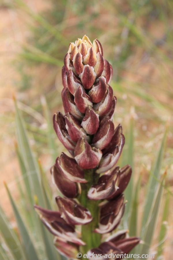 Blume im Devil’s Garden Blume im Devil’s Garden