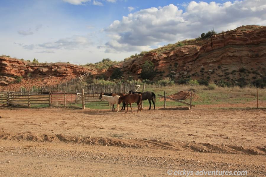 Maultiere auf der Hole-in-the-Rock-Road Maultiere auf der Hole-in-the-Rock-Road