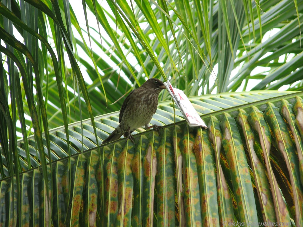 kleiner Dieb kleiner Dieb