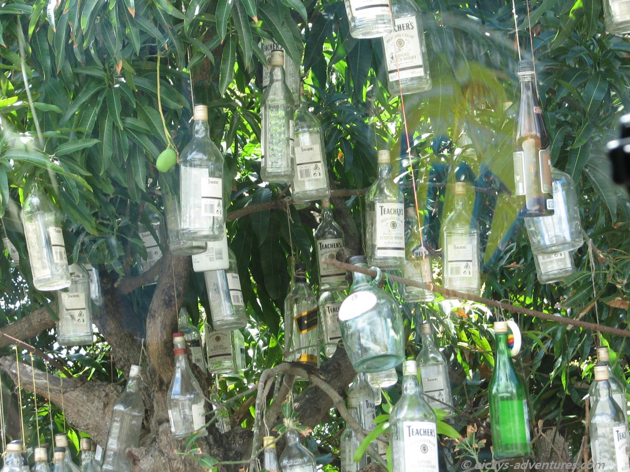 Flaschenbaum Flaschenbaum