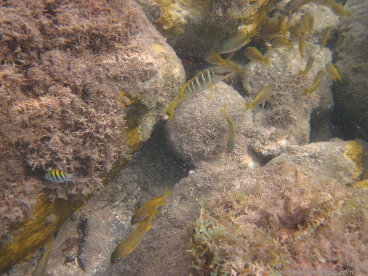 Cockleshell Bay Cockleshell Bay