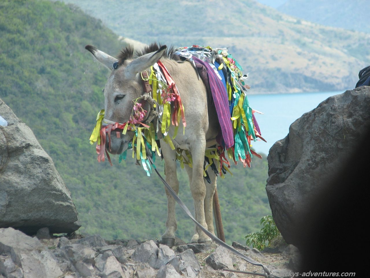 armer Esel armer Esel