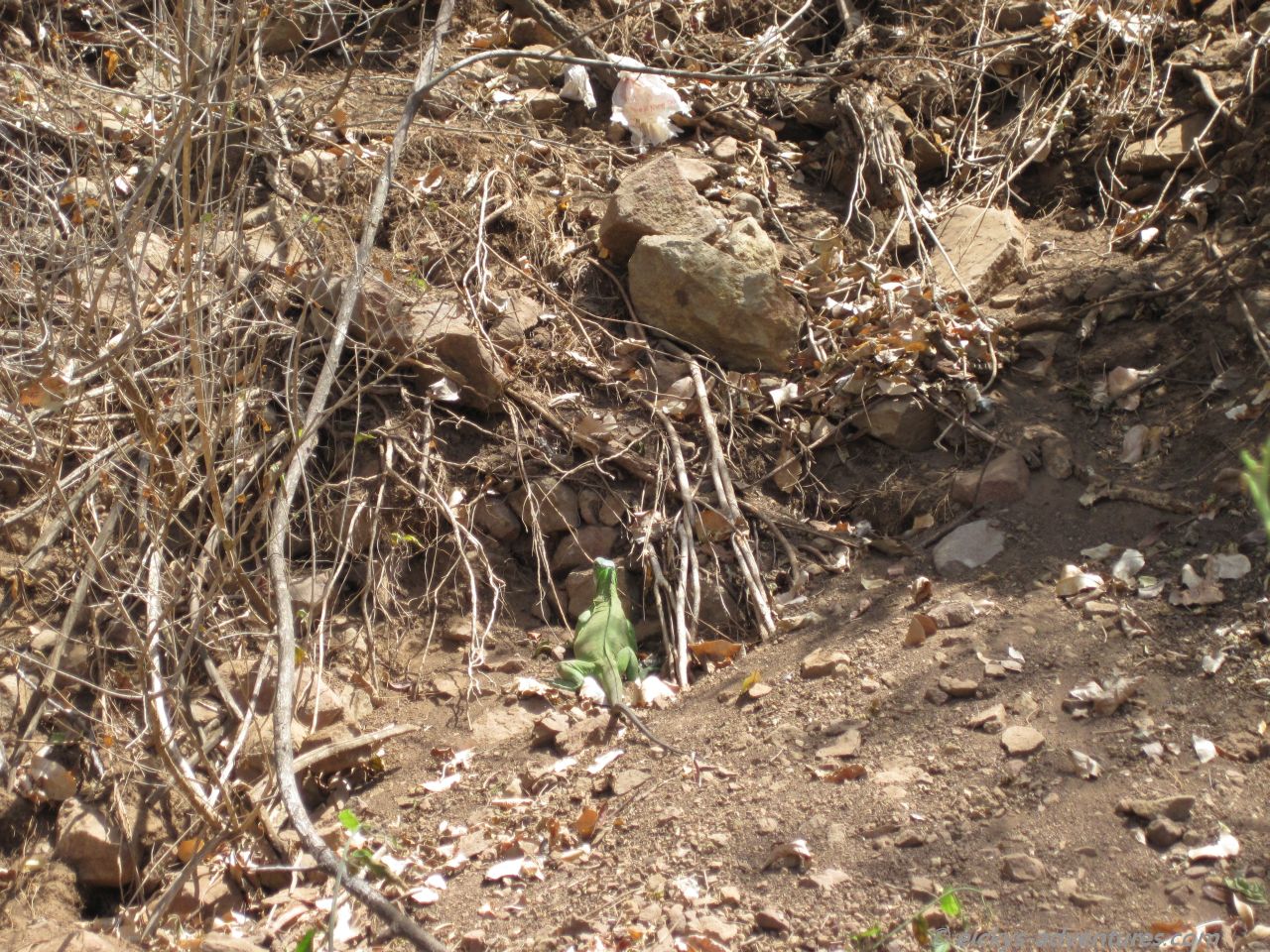 Suchbild: Wo ist die Echse? Suchbild: Wo ist die Echse?