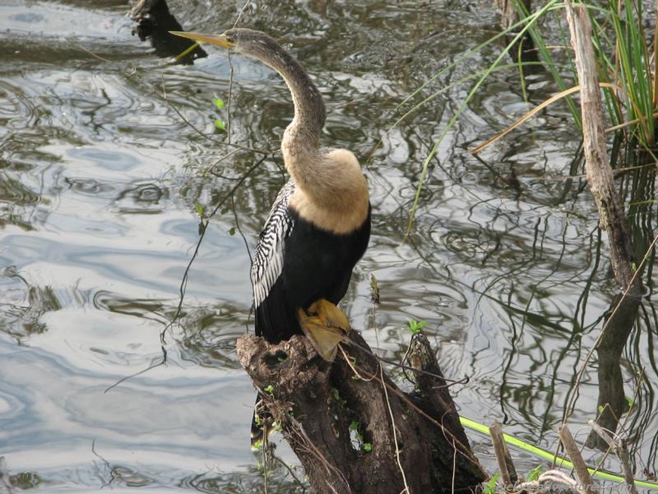 Anhinga Trail Anhinga Trail