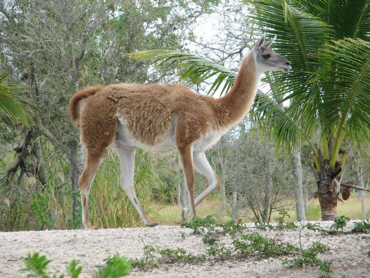 im Miami Zoo im Miami Zoo