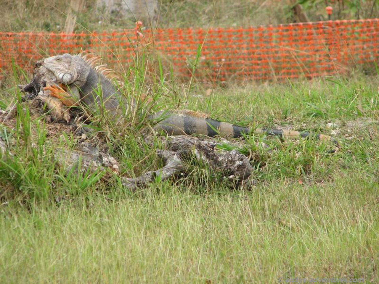 Reptil im Miami Zoo Reptil im Miami Zoo