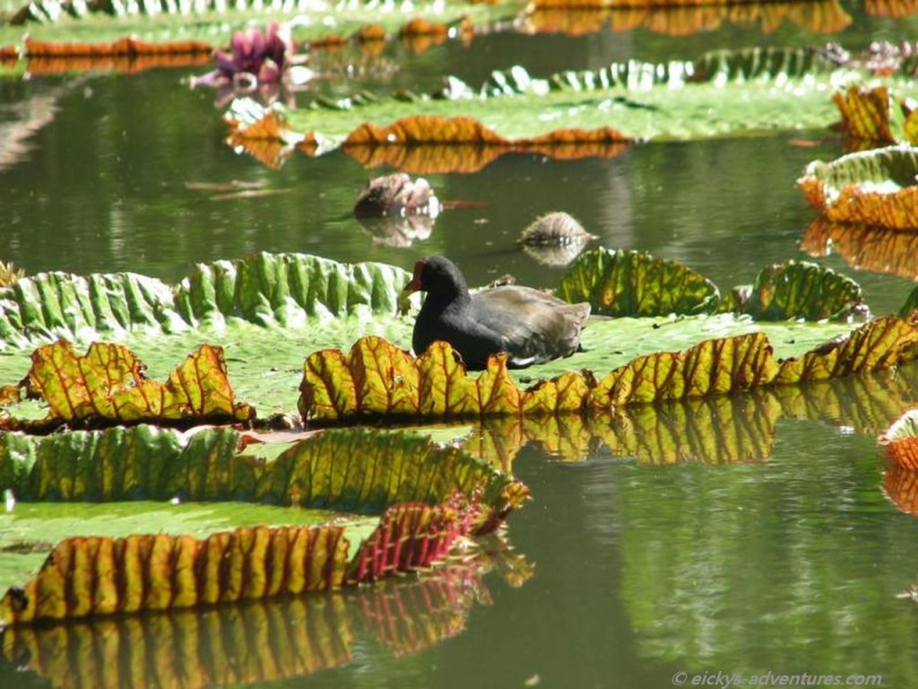 Wasserlilien im botanischen Garten von Pamplemousses
