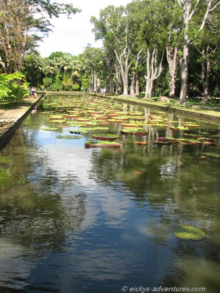 Wasserlilien im botanischen Garten von Pamplemousses Wasserlilien im botanischen Garten von Pamplemousses
