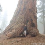 Big Trees Trail - Sequoia National Park