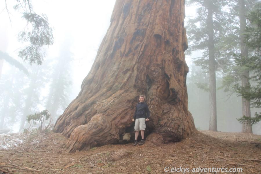 Big Trees Trail - Sequoia National Park