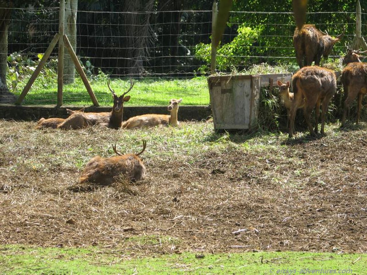 Rehe im botanischen Garten von Pamplemousses Rehe im botanischen Garten von Pamplemousses