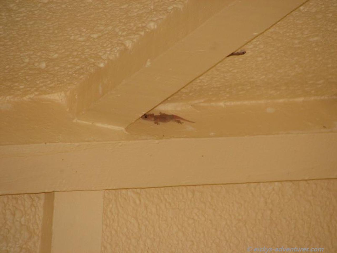 unser Haustier: ein Gecko unser Haustier: ein Gecko