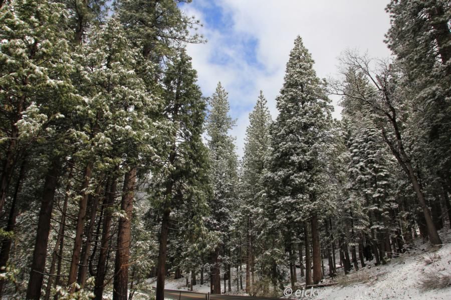 schneebedeckte Tannenbäume im Yosemite National Park