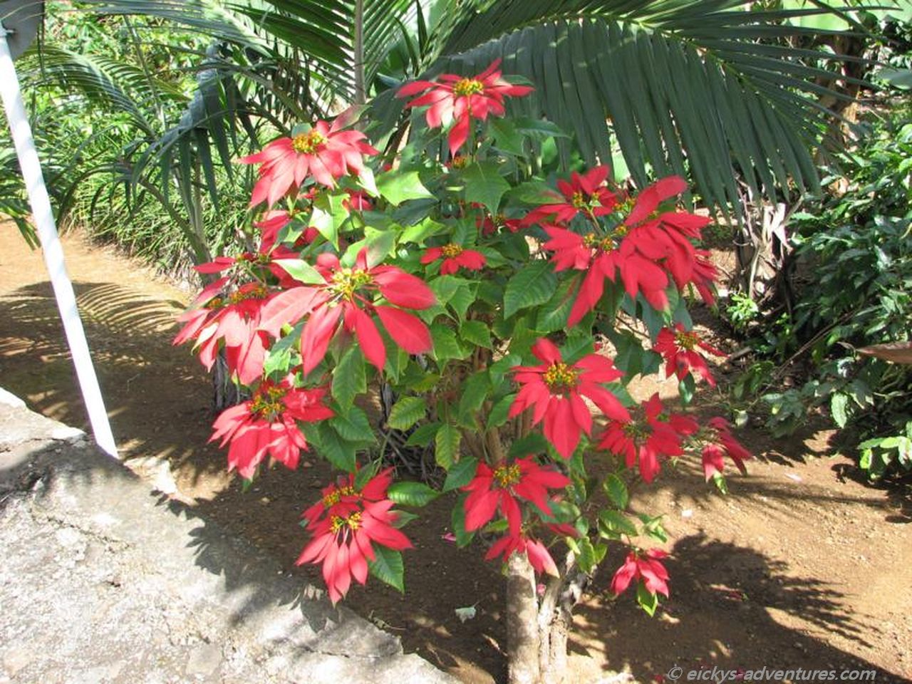 Weihnachtsstern Weihnachtsstern