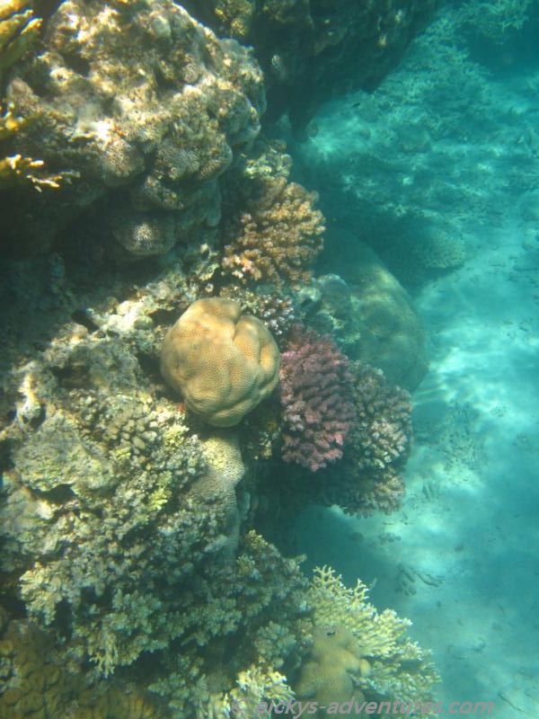 Korallenriff Coral Beach Nature Reserve Korallenriff Coral Beach Nature Reserve