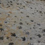 Fußabdrücke von Dinosauriern - Dinosaur Ridge
