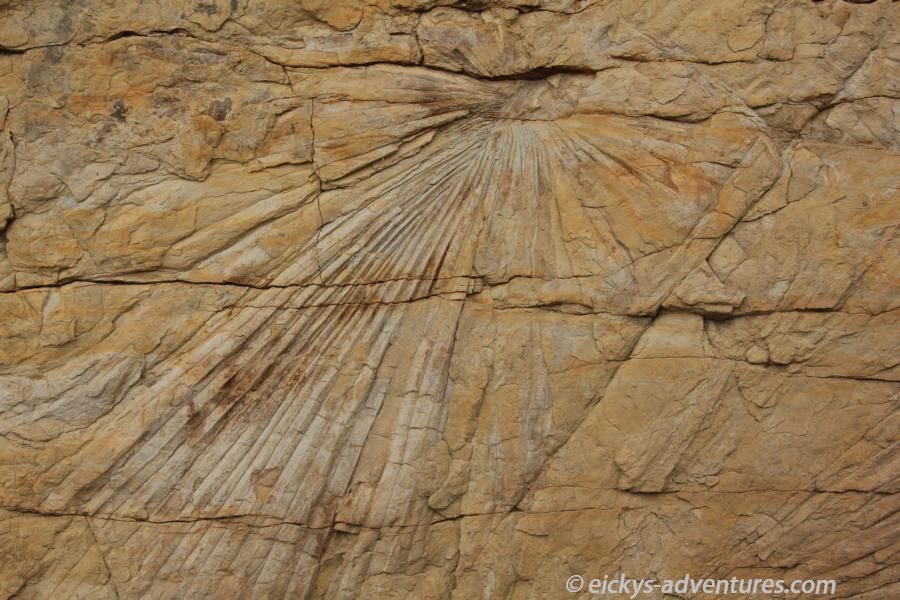 Palmwedel - Triceratops Trail, Golden Palmwedel - Triceratops Trail, Golden