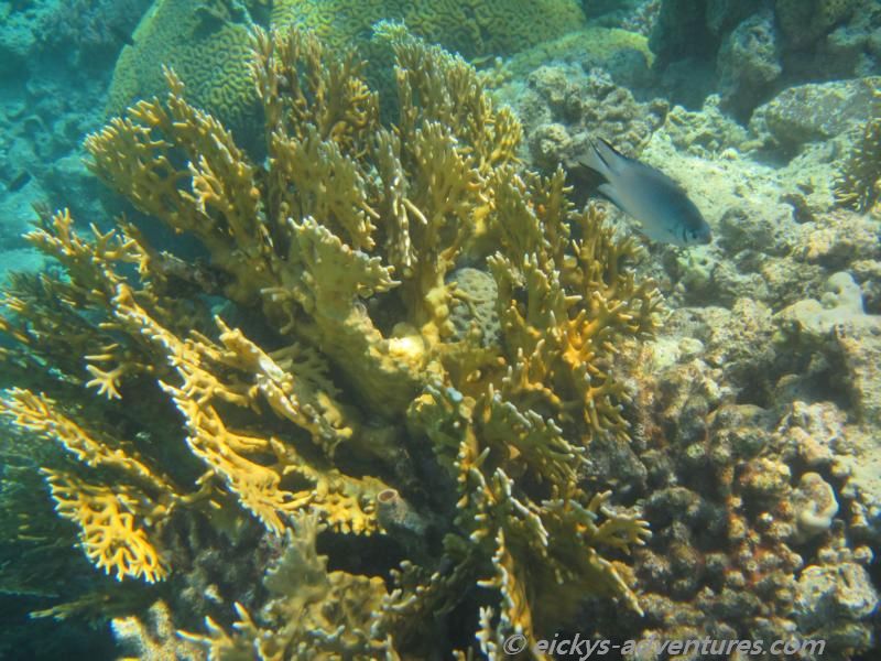 Korallenriff Coral Beach Nature Reserve Korallenriff Coral Beach Nature Reserve