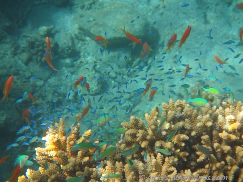 viele kleine Fische am Migdalor Beach viele kleine Fische am Migdalor Beach