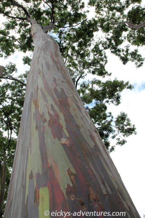 Dole Plantation - Rainbow Eucalyptus Trees Dole Plantation - Rainbow Eucalyptus Trees