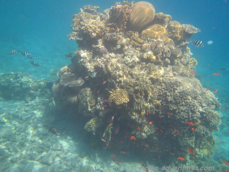 Korallengarten am Migdalor Beach Korallengarten am Migdalor Beach