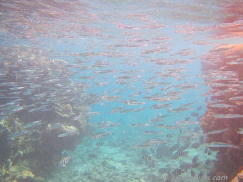 Fisch-Suppe Migdalor Beach Fisch-Suppe Migdalor Beach