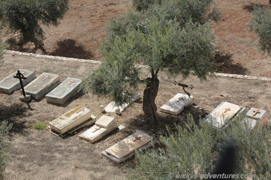 Olivenbäume vor der Altstadt-Mauer Olivenbäume vor der Altstadt-Mauer