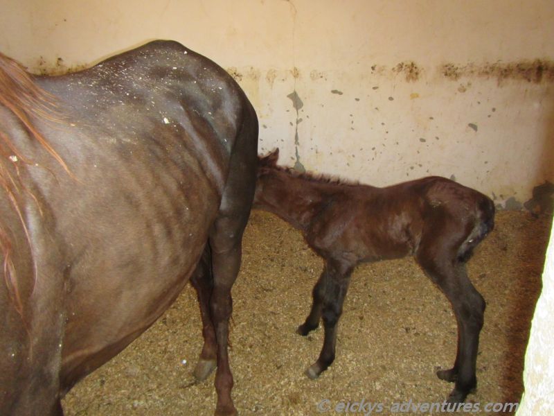 in der Pferdebox in der Pferdebox