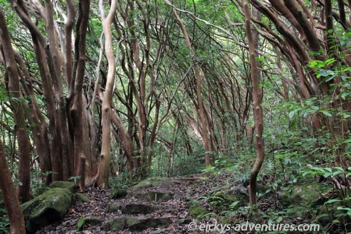 Maunawili Trail Maunawili Trail