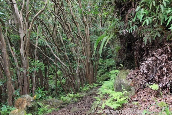 Maunawili Trail Maunawili Trail