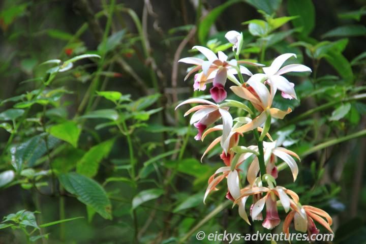 Orchideen - Maunawili Trail Orchideen - Maunawili Trail