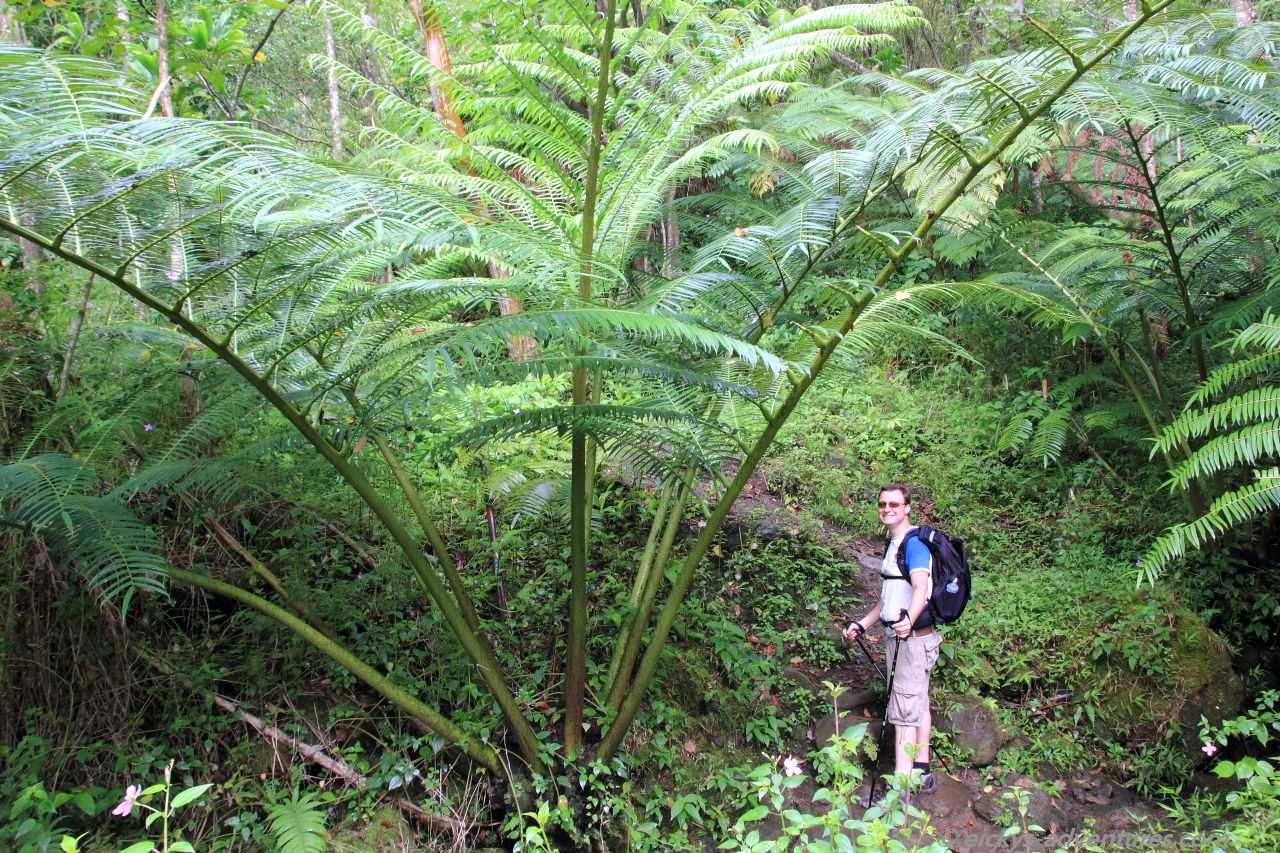 Maunawili Trail Maunawili Trail