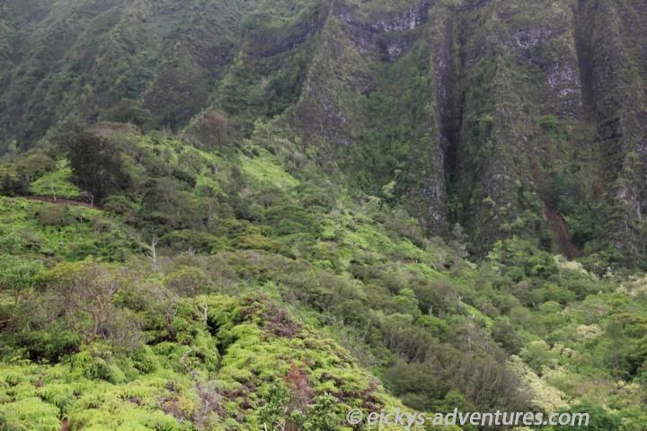 Maunawili Falls Conector Trail - Blick zurück zum Maunawili Trail - Wo ist er denn? Maunawili Falls Conector Trail - Blick zurück zum Maunawili Trail - Wo ist er denn?