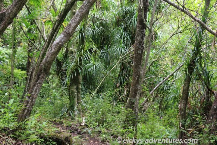 Maunawili Trail Maunawili Trail