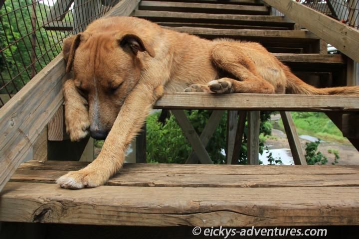 Wachhund auf der Hängebrücke am Menehune Ditch Wachhund auf der Hängebrücke am Menehune Ditch