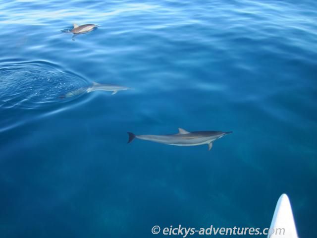 Spinner Dolphins begleiteten unser Boot Spinner Dolphins begleiteten unser Boot