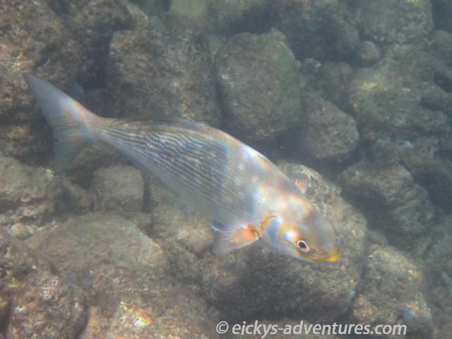 am Strand in Poipu am Strand in Poipu