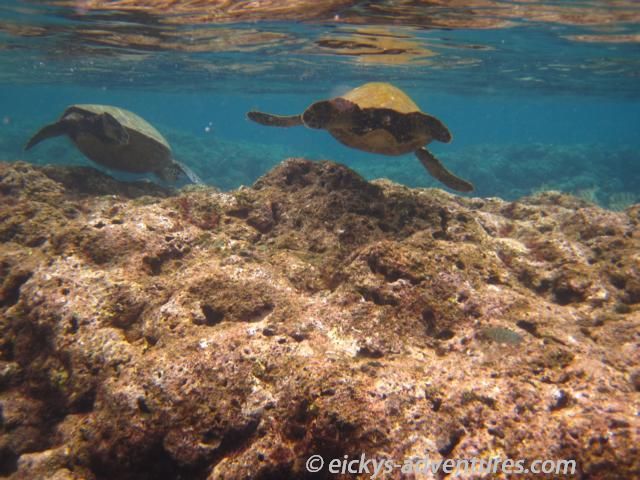 schnorcheln mit Schildkröten am Tunnels Beach schnorcheln mit Schildkröten am Tunnels Beach