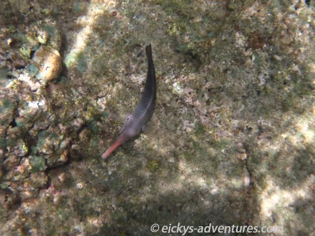 schnorcheln am Tunnels Beach schnorcheln am Tunnels Beach