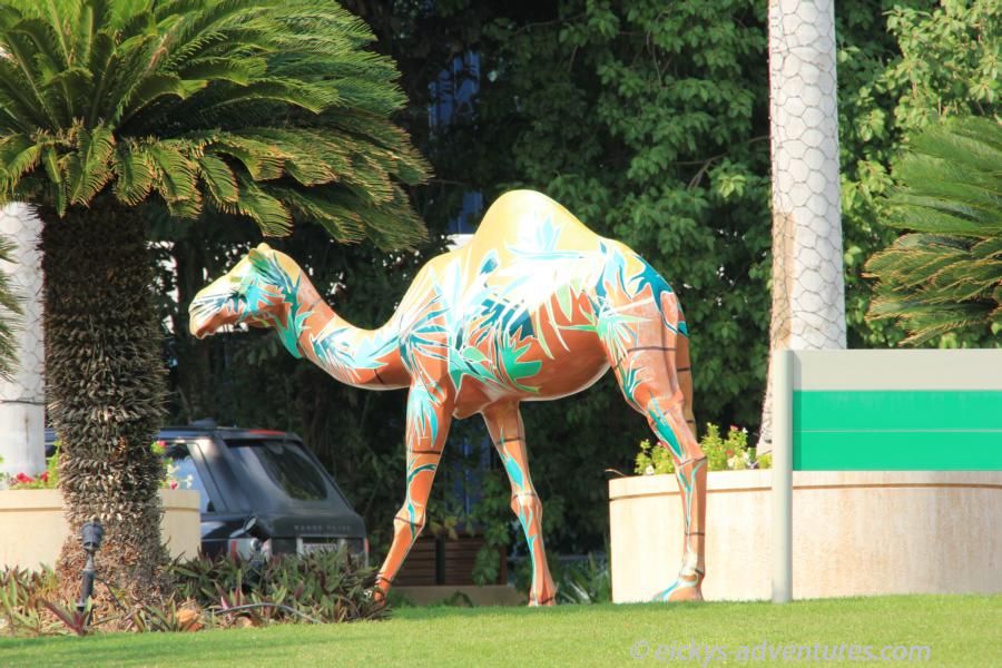 Kamel in Dubai Kamel in Dubai