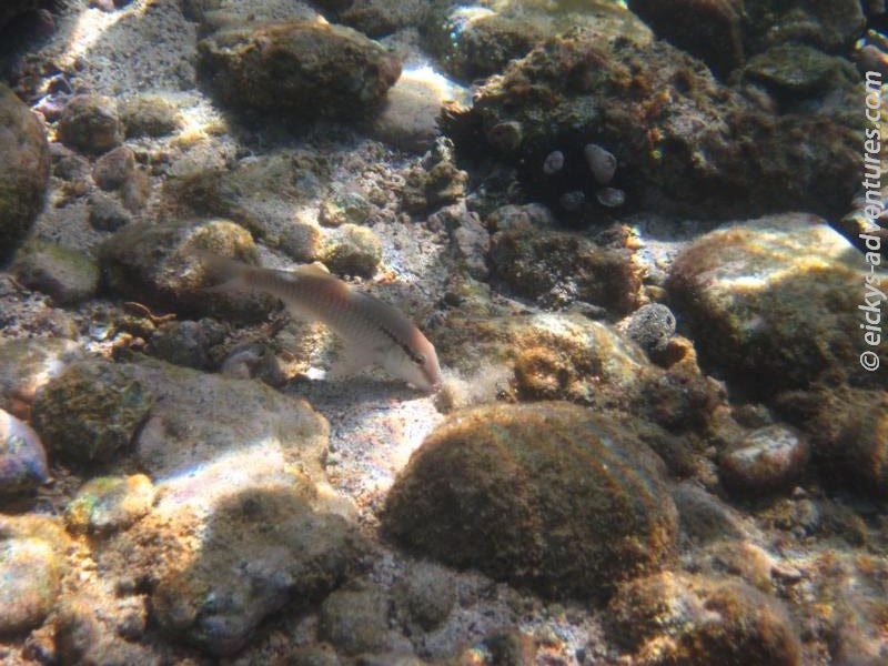 schnorcheln beim Snoopy Rock schnorcheln beim Snoopy Rock