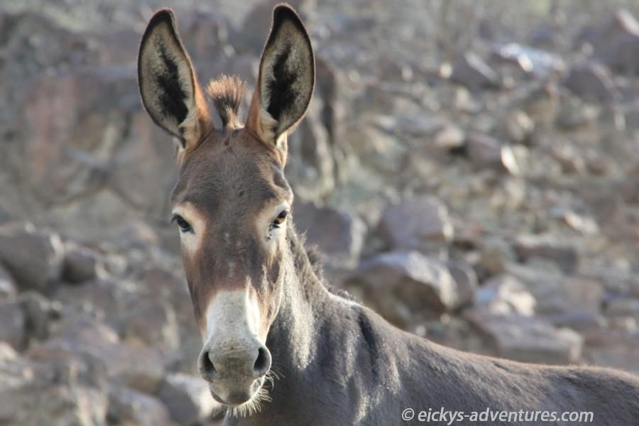 Esel auf dem Weg zum Fort Al-Hayl Esel auf dem Weg zum Fort Al-Hayl