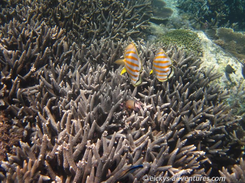 schnorcheln bei Mun Island und Mot Island schnorcheln bei Mun Island und Mot Island