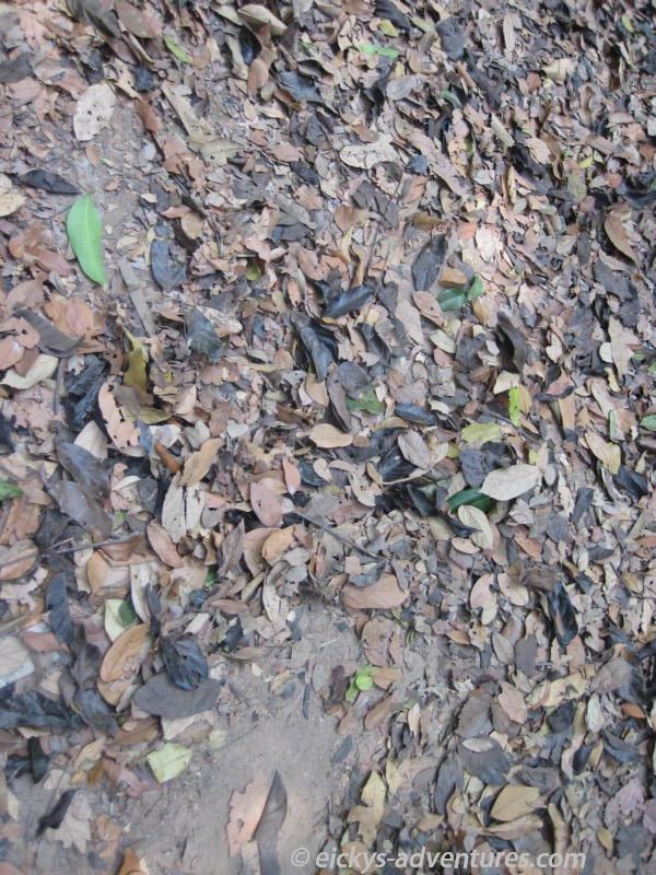 Cu Chi Tunnel: Ein gut versteckter Eingang Cu Chi Tunnel: Ein gut versteckter Eingang