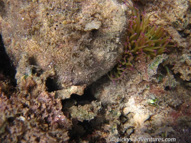 schnorcheln in Stara Baska schnorcheln in Stara Baska